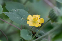 Abutilon indicum subsp. indicum